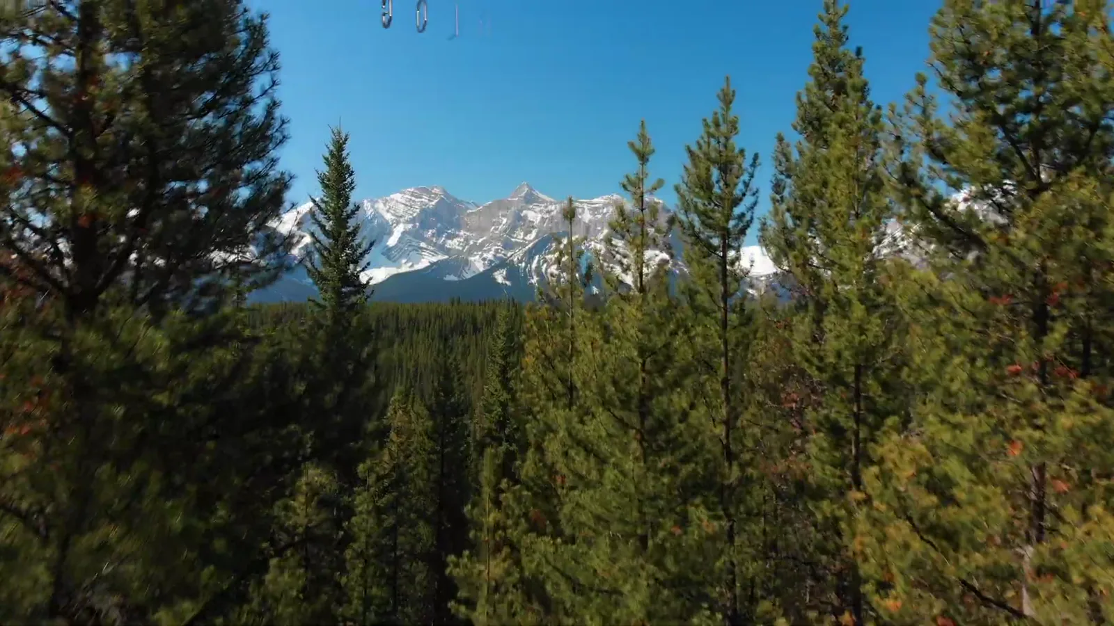 The Rocky Mountains rising beyond a stand of spruce